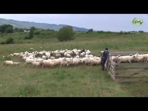 Major élet, pásztor-lét Nyárádremetén – Balogh család