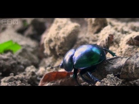 Természetjáró – Őszi utazás (Teljes Film) || EBTV & Caff