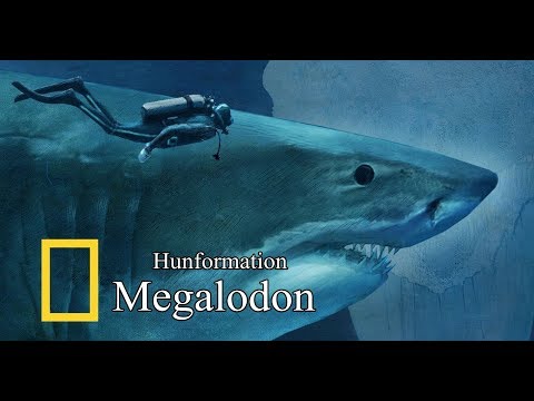 Hunformation | Megalodon (HD)
