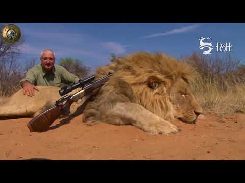 Hím oroszlanvadaszat del afrikaban