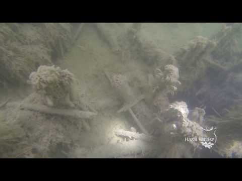 Meglepetés a mélyben! – Fenyves-tó – Viz alatti fenyves – (archív)