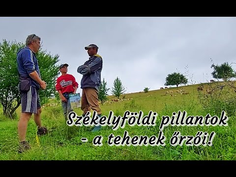 Székelyföldi pillanatok – Oklánd közelében tehénpásztorokkal beszélgettünk, akik éhbérért dolgoznak!