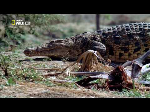 A Katuma folyó krokodiljai