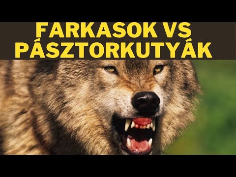 FARKASOK VS PÁSZTORKUTYÁK – beszélgetések Bartha Lászlóval! 2. Rész! – DogCast TV