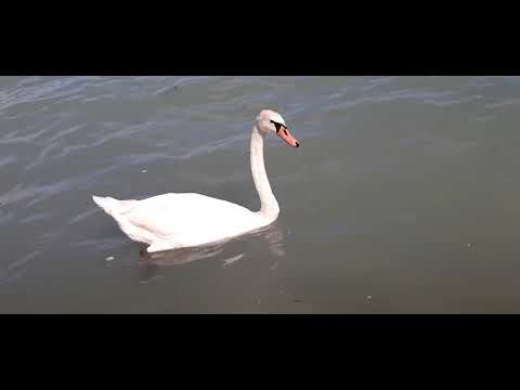 Hattyúk a Balatonban – Siófok Aranypart – Plázs – Beach – Balaton