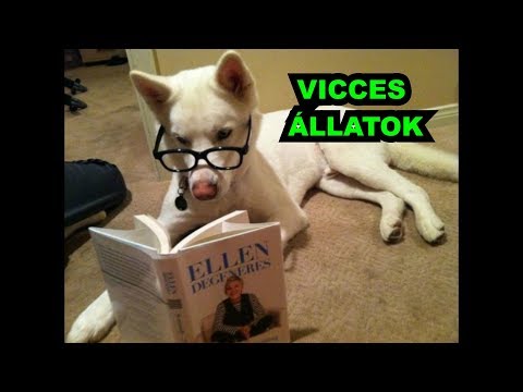 😸 VICCES ÁLLATOK #31 | Cuki és vicces állatok videók | összeállítása 2019 | TETSZIK