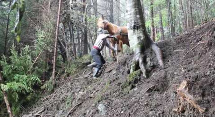 Székelyföld - Fakitermelés hagyományos módszerrel, lovakkal. Strong Draft Horses-Horses Moving Logs