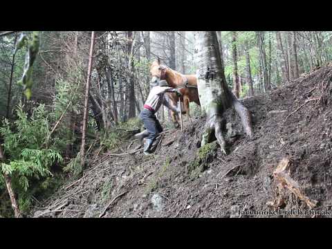 Székelyföld – Fakitermelés hagyományos módszerrel, lovakkal. Strong  Draft Horses-Horses Moving Logs