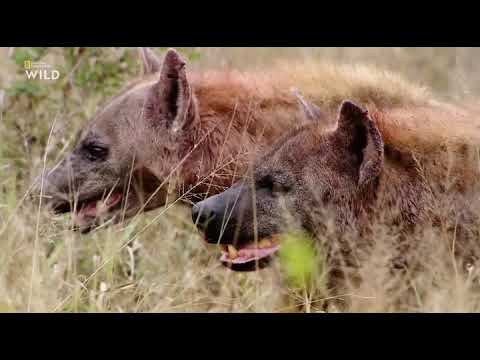 HALÁLOS AFRIKA 6  RÉSZ DOKUMENTUM FILM