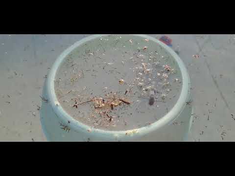 Szúnyoglárva invázió a Bestway medence vízében