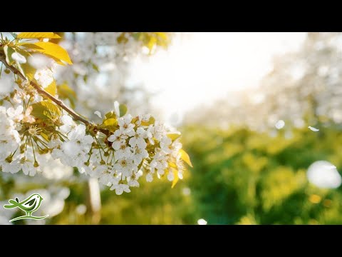 Beautiful Relaxing Music • Peaceful Piano, Cello & Guitar Music by Soothing Relaxation