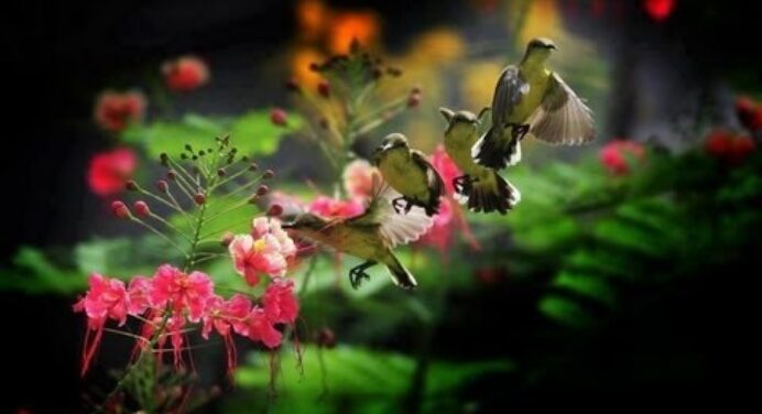 Szellő szárnyán... / Zene: André Rieu - Feed the birds