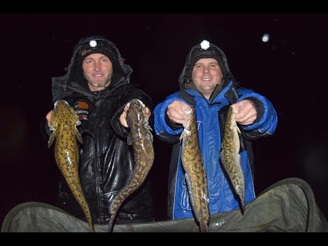FEEDERMANIA – Dunai menyhalhorgászat