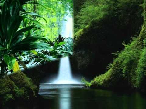 Relaxációs zene – Erdő