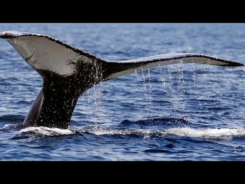 Izland 2024 után már nem lesz bálnavadász ország