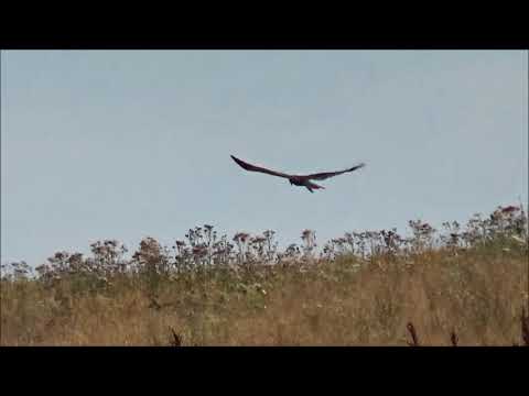 Barna rétihéja vadászik/Western Marsh Harrier hunts.