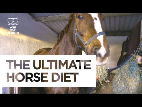 The Ultimate Horse Diet | Health & Fitness