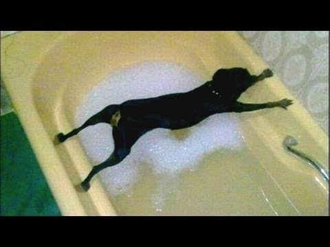Kutyák Csak Nem Akar Fürdő – Vicces Kutya Fürdés