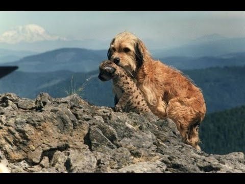 Retró tv műsorok – A Benji filmek