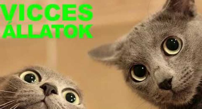 😸 VICCES ÁLLATOK #4 - 2018 - próbálj meg nem nevetni vagy mosolyogni - vicces macskák 2018😸