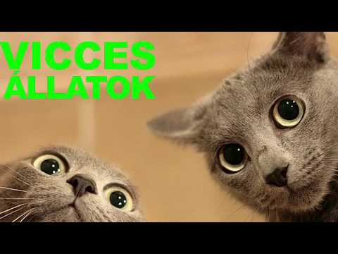 😸 VICCES ÁLLATOK #4 – 2018 – próbálj meg nem nevetni vagy mosolyogni – vicces macskák 2018😸