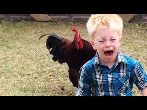 Vicces csirkék üldözik a gyerekeket és a felnőtteket – vicces videók 2022