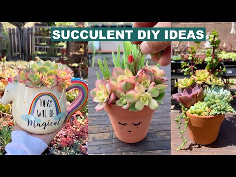 Succulent DIY Ideas from Jacqueline Home & Garden 🪴|  多肉植物 | 다육이들 | Suculentas