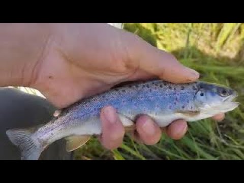Olt folyó horgászat (29 rész)