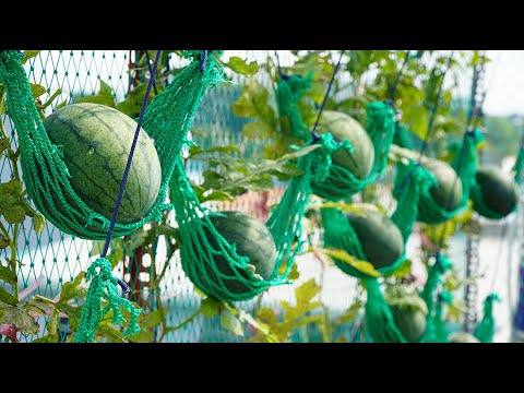 Tí hon, đỏ, ngọt, vỏ mỏng: Trồng dưa hấu treo võng | Tiny, sweet: Growing watermelon hanging hammock