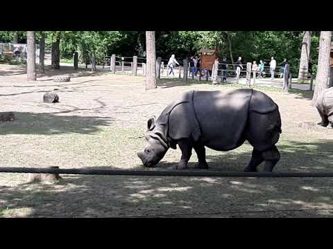 Víziló – Nyíregyházi állatpark – Nyiregyháza állatkert