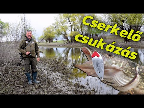 Cserkelő csukázás