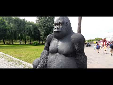 Debrecen látnivaló  – Kerekerdő élménypark – Gorilla