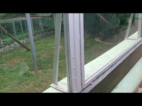 Jaguár – Nyíregyházi állatpark – Nyíregyháza állatkert
