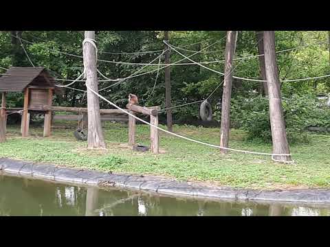Maki majom – Nyíregyházi állatpark – Nyiregyháza állatkert
