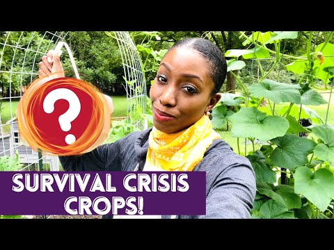 Crops to GROW IN A CRISIS! #35 / A Beautiful Nest Home & Garden