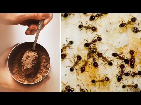 Natural Ways to Get Rid of Ants in Your House and Garden