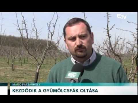 Kezdődik a gyümölcsfák oltása – Erdélyi Magyar Televízió