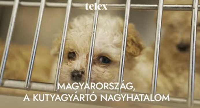 Magyarország, a kutyagyártó nagyhatalom - Dokumentumfilm a kutyaszaporításról