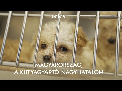 Magyarország, a kutyagyártó nagyhatalom – Dokumentumfilm a kutyaszaporításról