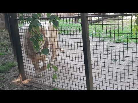 Fehér oroszlán – Nyíregyházi állatpark  Nyíregyháza állatkert