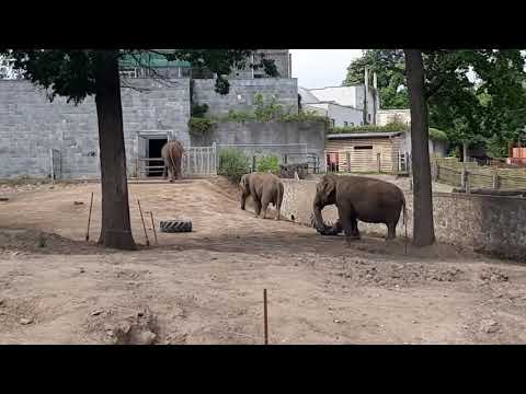 Indiai elefánt – Nyíregyházi állatpark – Nyiregyháza állatkert
