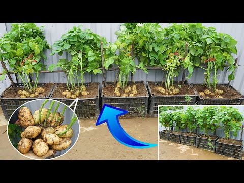 No need for a garden, Try growing potatoes at home with many tubers, high yield