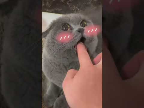 dühös macska 😾 macska dühös / aranyos macska videók / vicces dühös macska