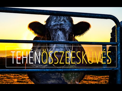 Tehén Összeesküvés – 2014 (dokumentumfilm, magyar felirattal)