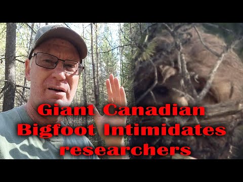 Giant Canadian Bigfoot Intimidates Sasquatch researchers