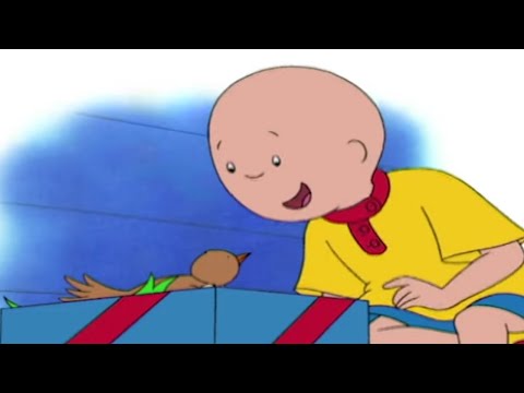 🐦 Caillou találkozik egy kis madárral 😃 | Caillou Magyarul – WildBrain