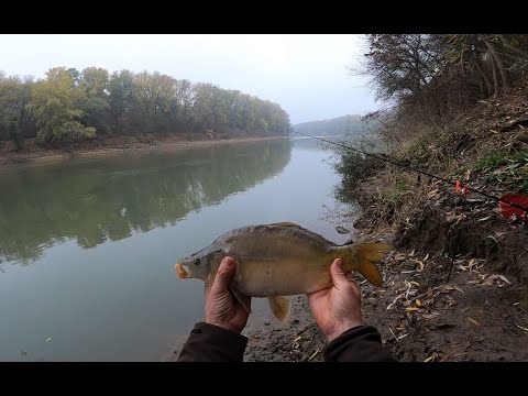 MÉG NEM A NAGY PONTY ÉRKEZIK – Őszi feeder horgászat a Tiszán.