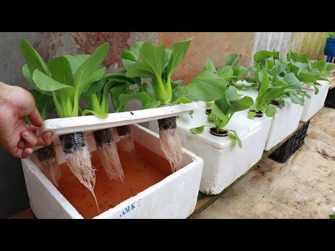 Growing Hydroponic Vegetable Garden at Home – Easy for Beginners