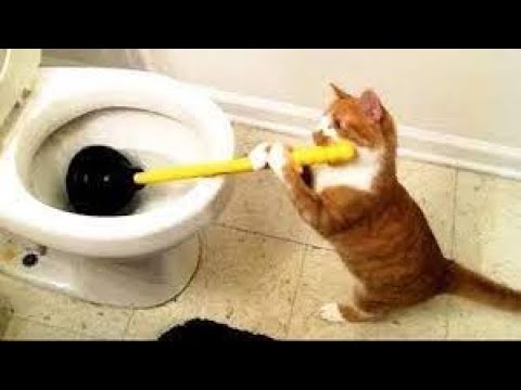 Vicces és aranyos macska élete – vicces macskák – vicces videók 2022