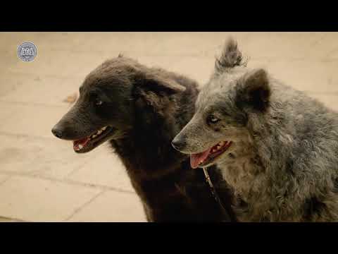 Mudi – Magyar kutyafajták (9 magyar kutya) oktató- és dokumentumfilm